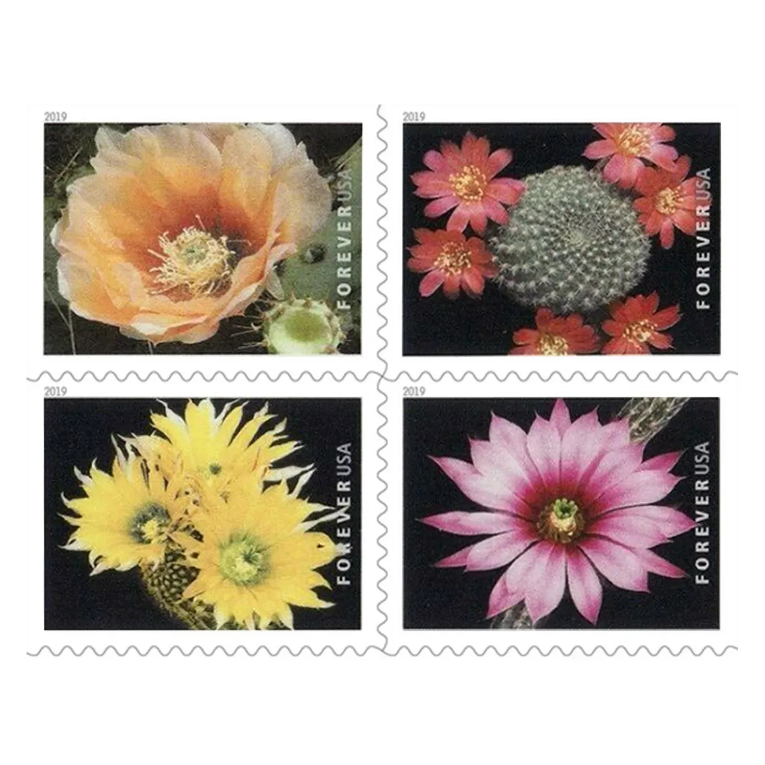(2019) USPS Cactus Flowers Forever First Class Postage Stamps - Kestreli