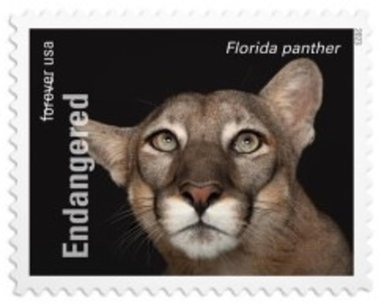 2023 US Endangered Species First Class Postage Forever Stamps - Kestreli
